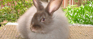 French and Satin Angora Rabbits: Breeding and Wooler Stock